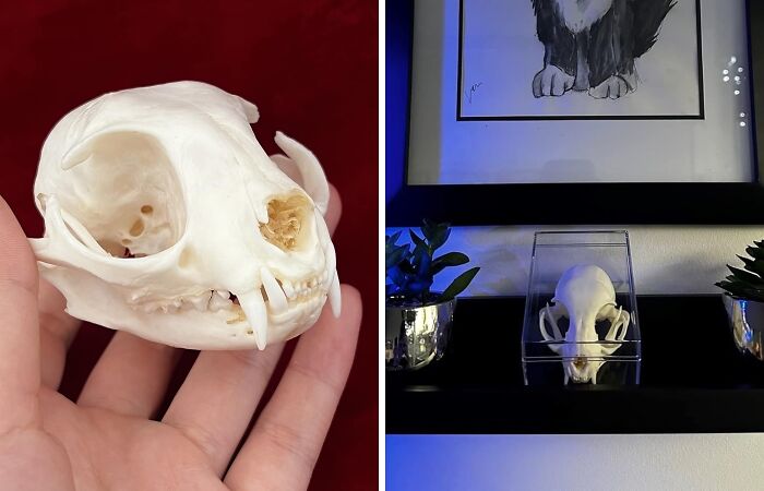 Animal skull on display shelf, caught and kept for attention.