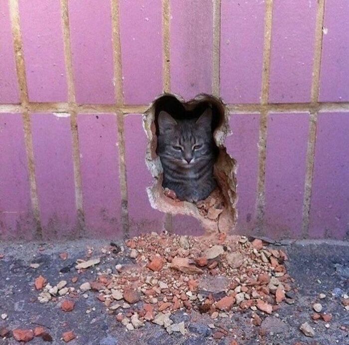 Gray tabby cat peeking through a hole in a purple tiled wall surrounded by scattered rubble and debris.