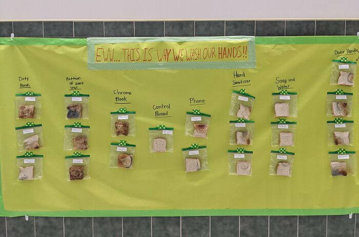 The Health Class In Our High School Has A Moldy Bread Display On The Wall To Show How We Should Wash Our Hands And Phones