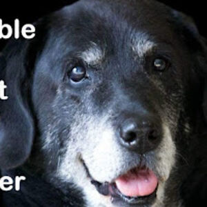 davidsivertsen avatar