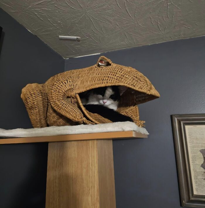 Cat-Friendly-Environments-Catification