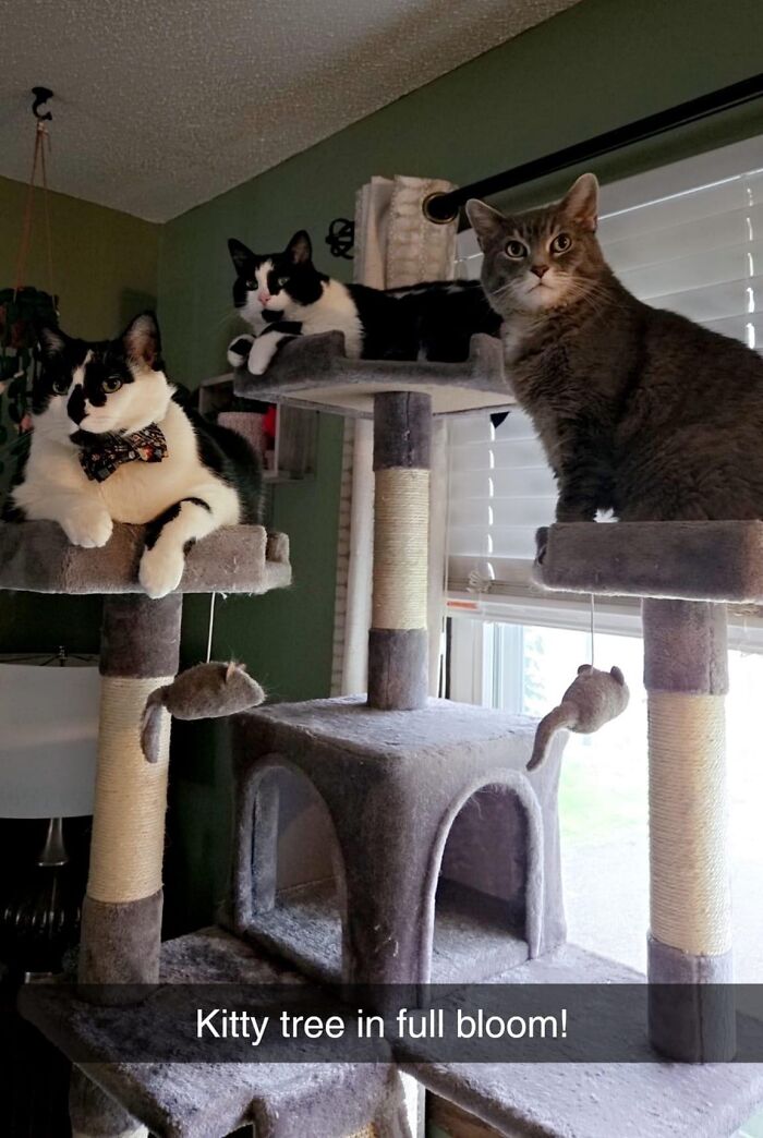 Cat-Friendly-Environments-Catification