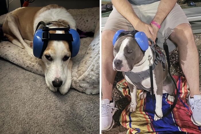 Shield Your Furry Friend's Sensitive Ears From The Loud Noises Of Fireworks And Summer Festivities With 