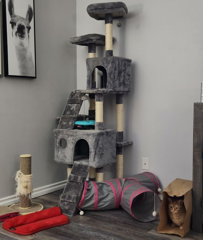 Told My Wife My Cat Doesn't Need Expensive Toys. Cat Proves My Point