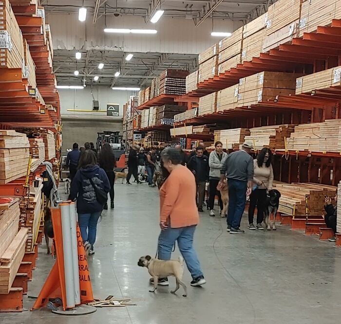 Clase de obediencia canina en la tienda a las 6 de la tarde, a saber por qué