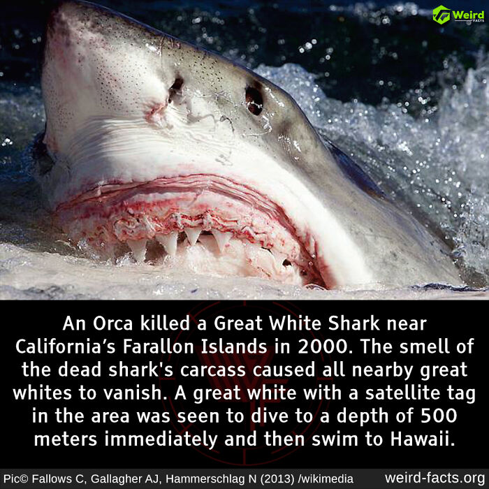 Great white shark close-up with text about its unusual behavior near Farallon Islands, highlighting weird facts.