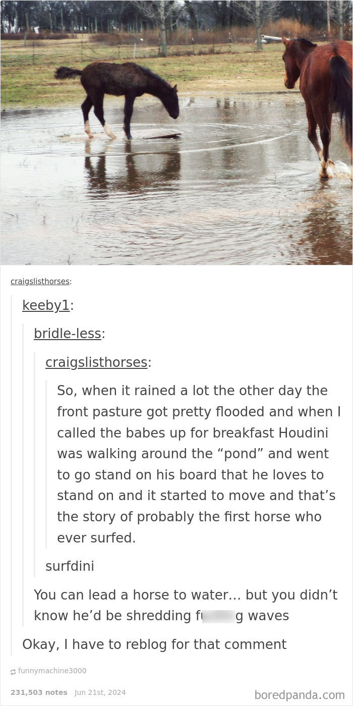 Two horses in a flooded pasture with a humorous caption about the first horse who ever surfed, funny replies included.