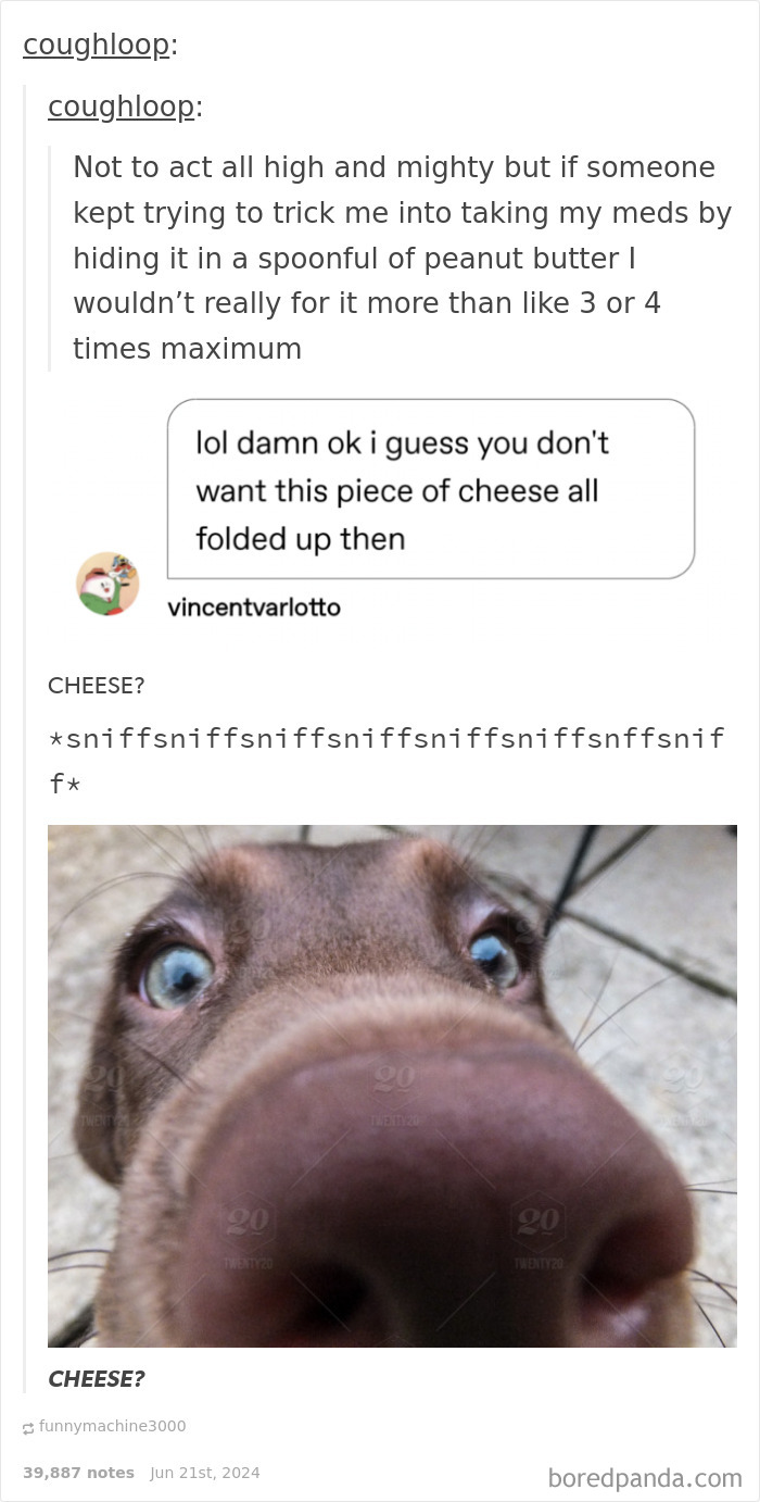 Tumblr post showing a funny reply about cheese with a close-up photo of a dog sniffing, highlighting humorous replies.