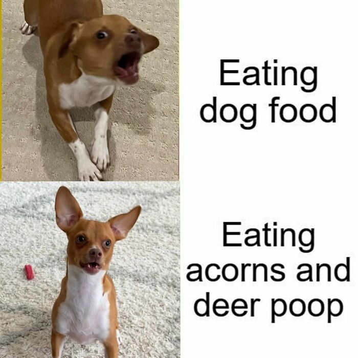 Funny-Animals-With-Vibing-Auras