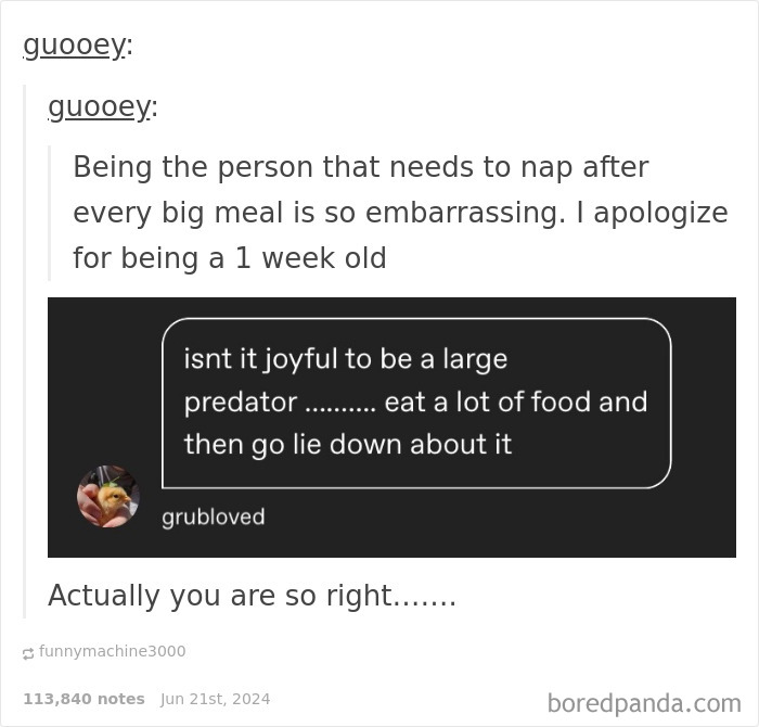 Screenshot of a funny reply about being a large predator eating food and then lying down, highlighting humor in replies.