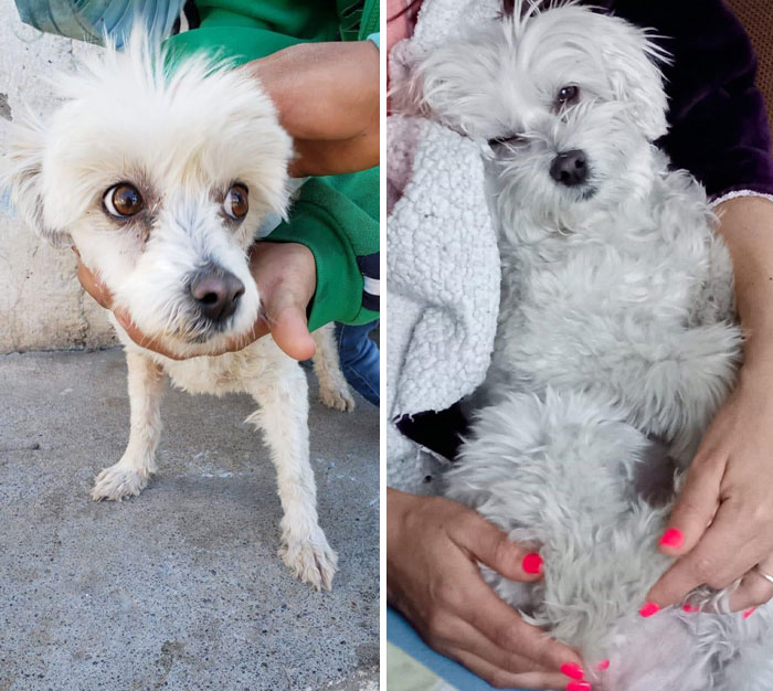 Ariel Has Been With Me For 2 Years. She Was Abandoned After Being Hit By A Car