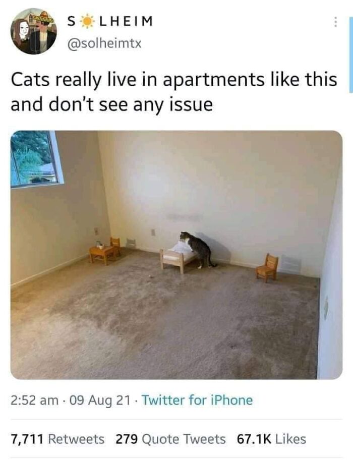 Internet-Cat-Pictures