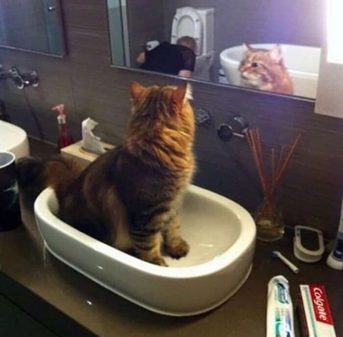 If You're Having A Rough Day, These 50 Wholesome Cat Pics And Memes May Cheer You Up