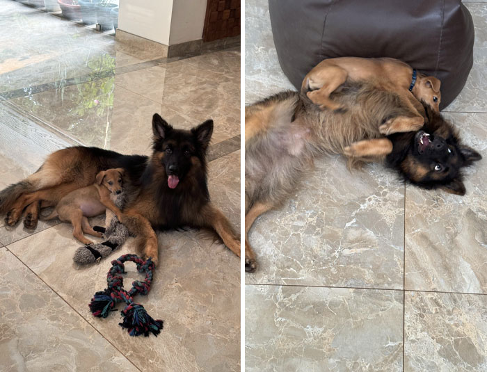 My German Shepherd And The Stray Puppy I Was Afraid He Wouldn’t Get Along With