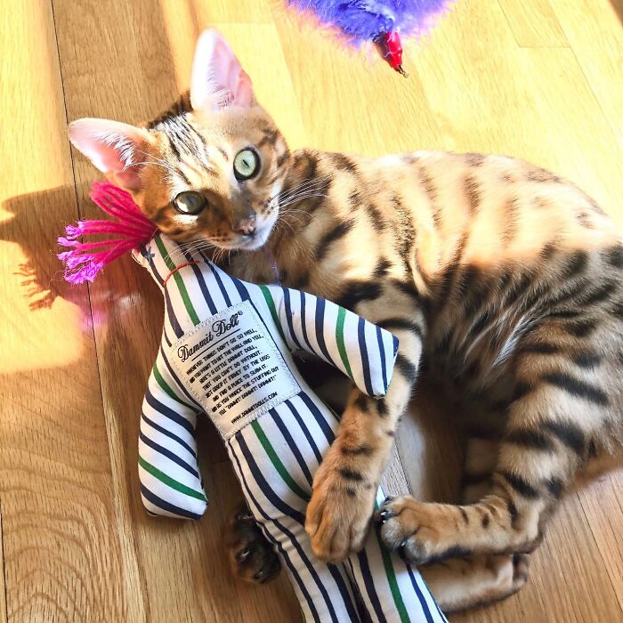 Bengal cat cuddling a striped doll toy on a wooden floor, showcasing one of the year's most amazing discoveries.