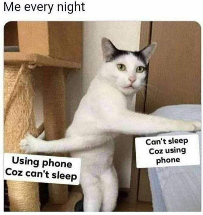 Cat meme highlighting the cycle of insomnia and phone usage for a humorous touch.