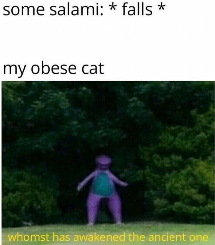 Funny-Animals-With-Vibing-Auras