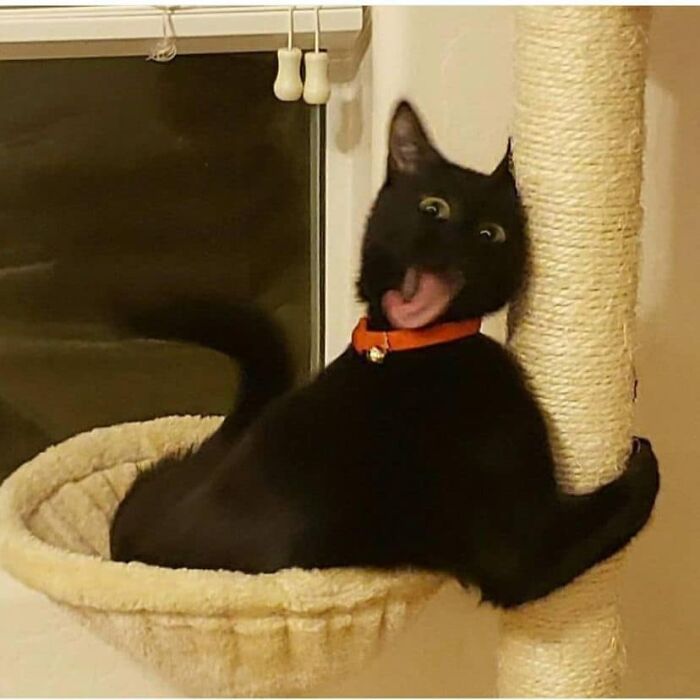 If You're Having A Rough Day, These 50 Wholesome Cat Pics And Memes May Cheer You Up