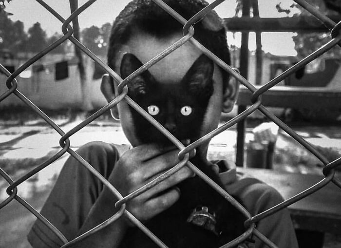 The Best Cat Photographs According To The Street Photographers Foundation (33 Pics)