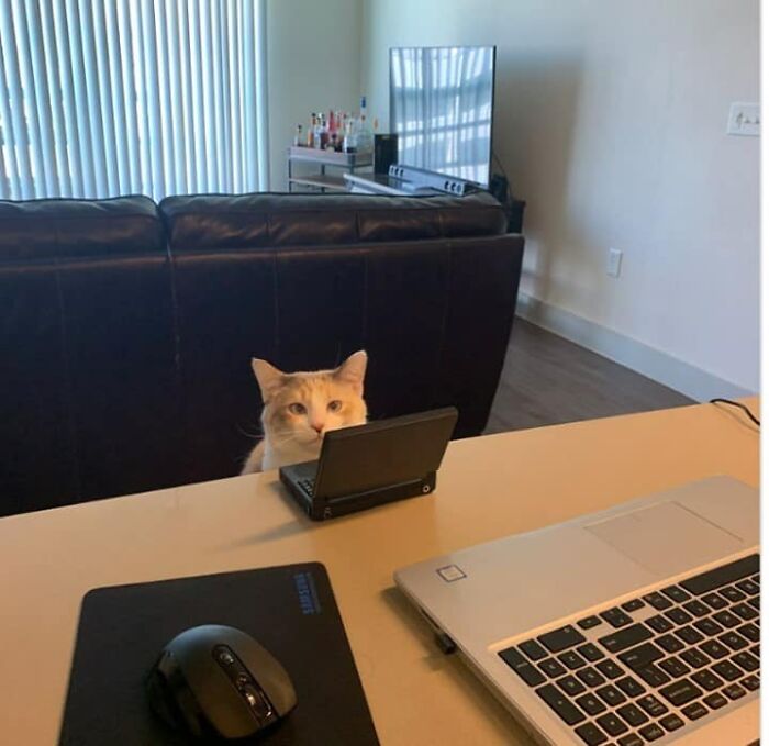 If You're Having A Rough Day, These 50 Wholesome Cat Pics And Memes May Cheer You Up