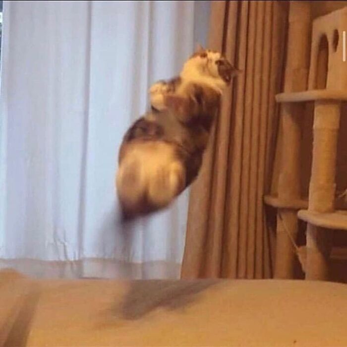 If You're Having A Rough Day, These 50 Wholesome Cat Pics And Memes May Cheer You Up