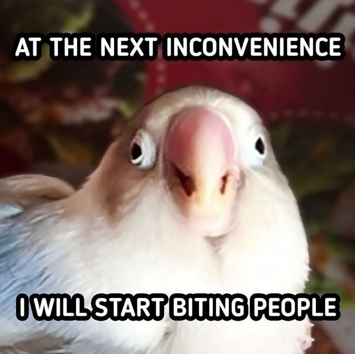 Funny-Animals-With-Vibing-Auras