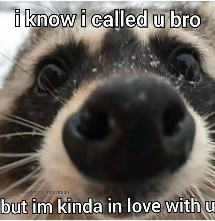 Funny-Animals-With-Vibing-Auras