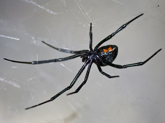 Black widow spider with red markings on web, illustrating frightening vacation stories involving dangerous encounters.
