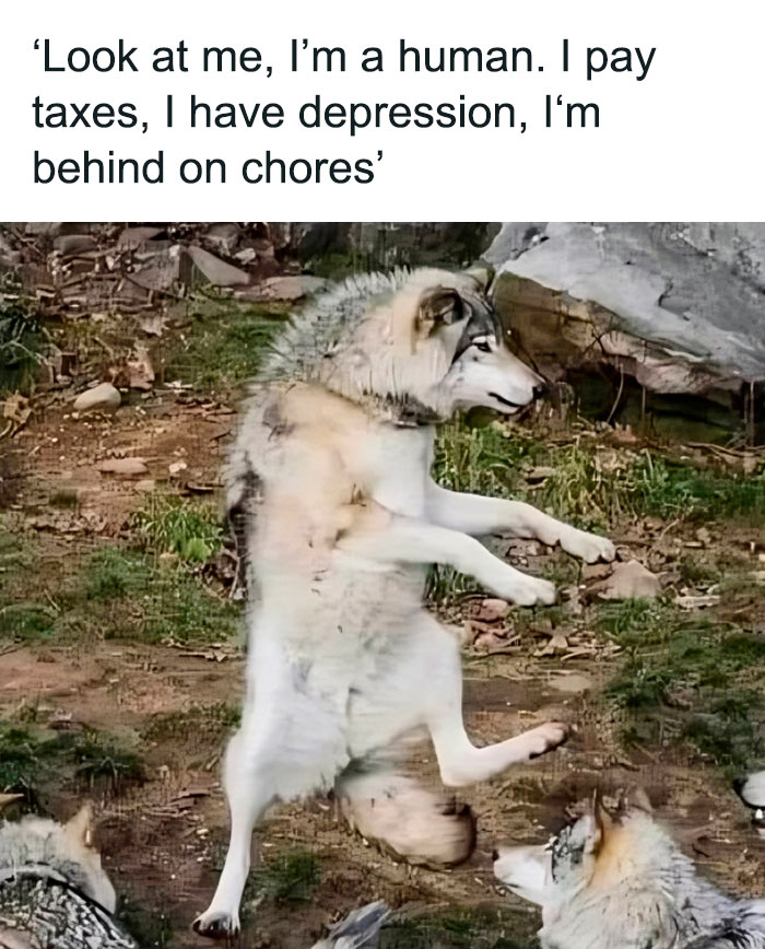 Funny-Animals-With-Vibing-Auras