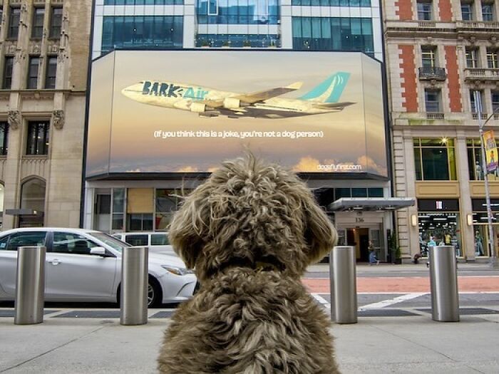 Bark Air, Where Dogs Rule The Skies In Luxury With A New Airline Designed For Them