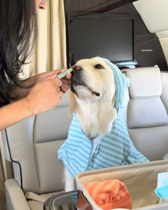 Bark Air, Where Dogs Rule The Skies In Luxury With A New Airline Designed For Them
