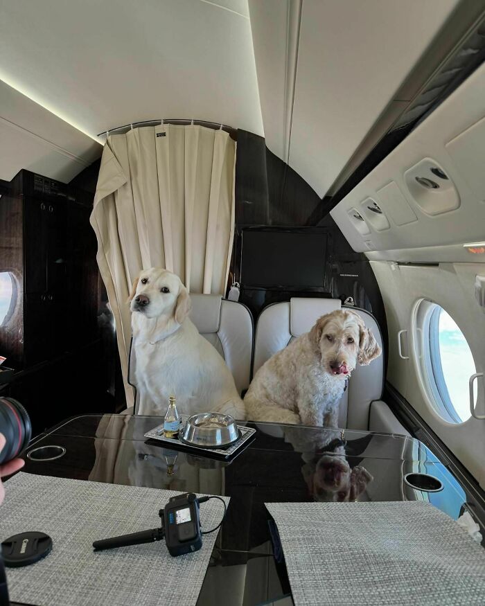 Bark Air, Where Dogs Rule The Skies In Luxury With A New Airline Designed For Them