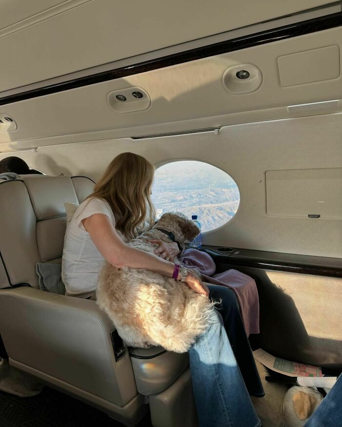 Bark Air, Where Dogs Rule The Skies In Luxury With A New Airline Designed For Them