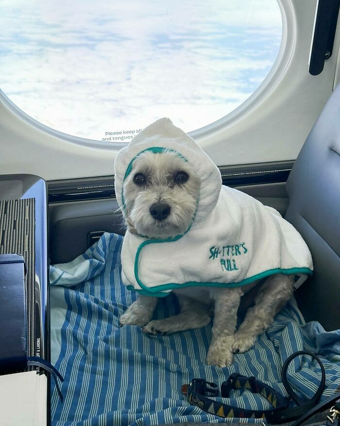 Bark Air, Where Dogs Rule The Skies In Luxury With A New Airline Designed For Them
