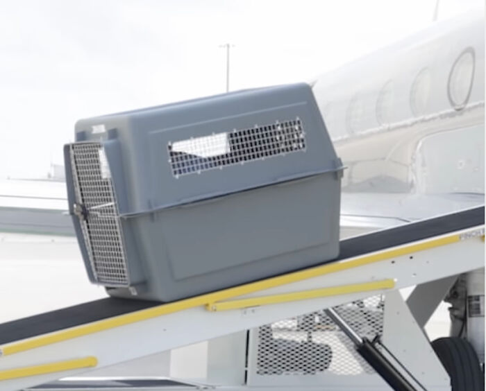 Bark Air, Where Dogs Rule The Skies In Luxury With A New Airline Designed For Them