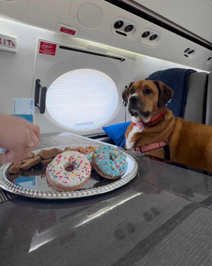 Bark Air, Where Dogs Rule The Skies In Luxury With A New Airline Designed For Them