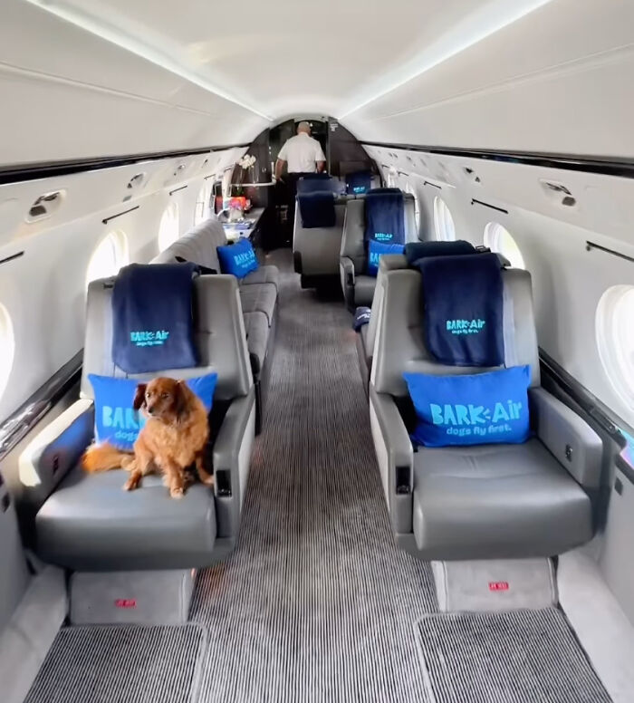 Bark Air, Where Dogs Rule The Skies In Luxury With A New Airline Designed For Them