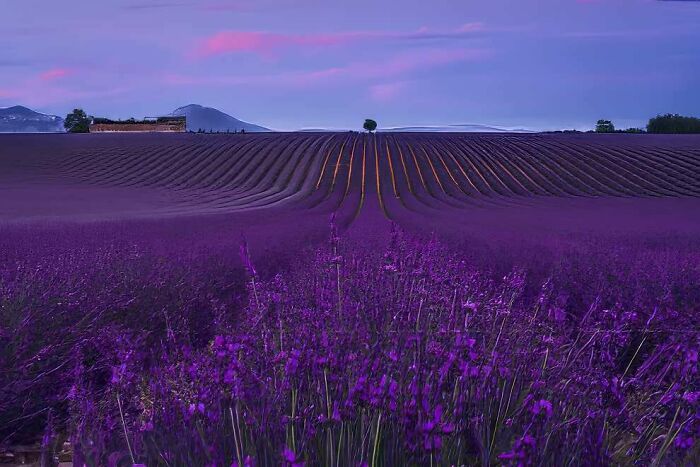 Vibrant lavender fields under a purple sky, showcasing breathtaking landscape photography from the 2024 ReFocus Awards.