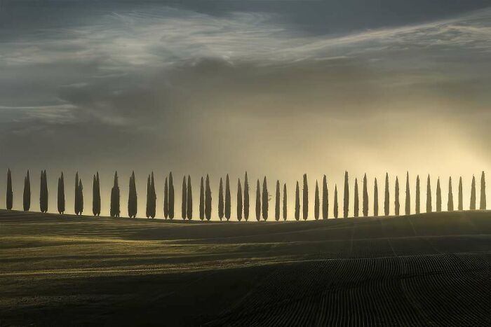 Row of tall trees on a rolling hill under moody sky showcasing breathtaking landscape photography from 2024 ReFocus Awards