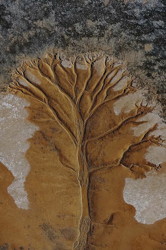 Aerial view of a natural landscape resembling a tree pattern in earthy tones, featured in landscape photos.