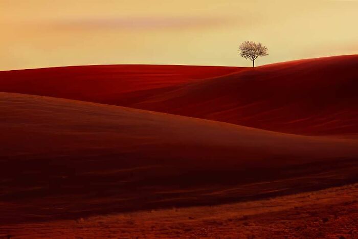 Solitary tree on red rolling hills during sunset, showcasing breathtaking landscape photography from the 2024 ReFocus Awards.