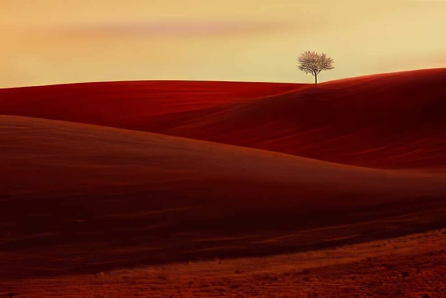 Flowering Tree By Zdeněk Vošický