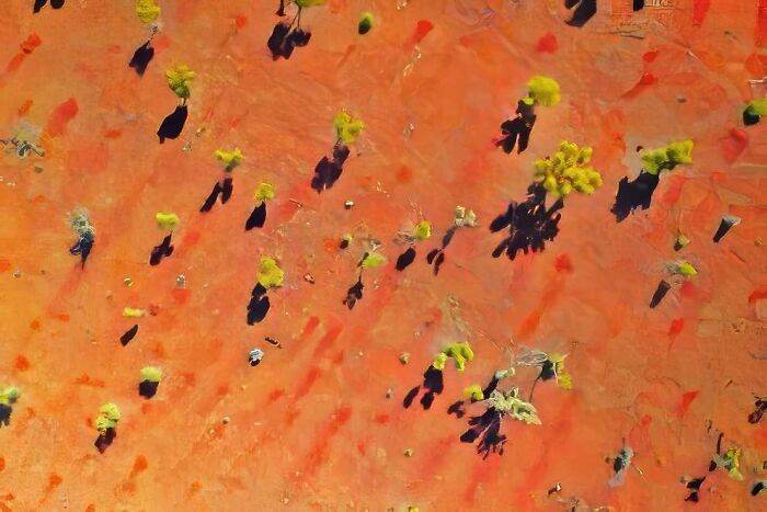 Aerial view of a vibrant desert landscape with scattered green trees casting long shadows at sunset.