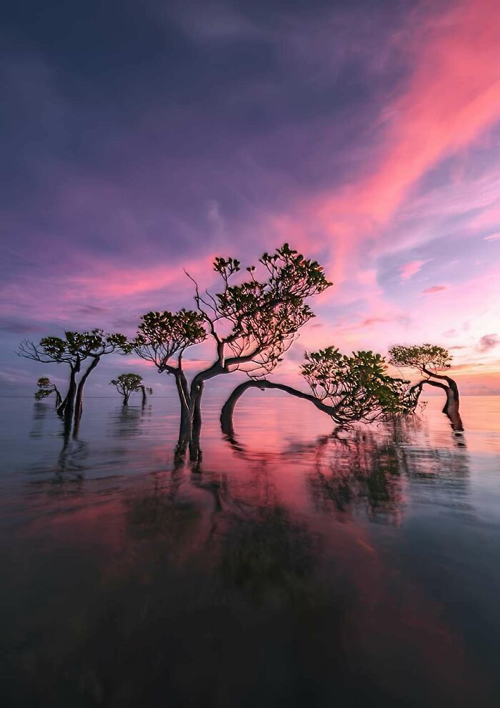 Mangrove trees reflected in calm water under a vibrant pink and purple sky in a breathtaking landscape photo.