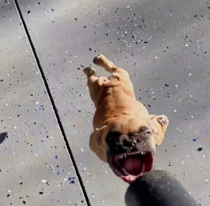 Animals-Going-Goblin-Mode