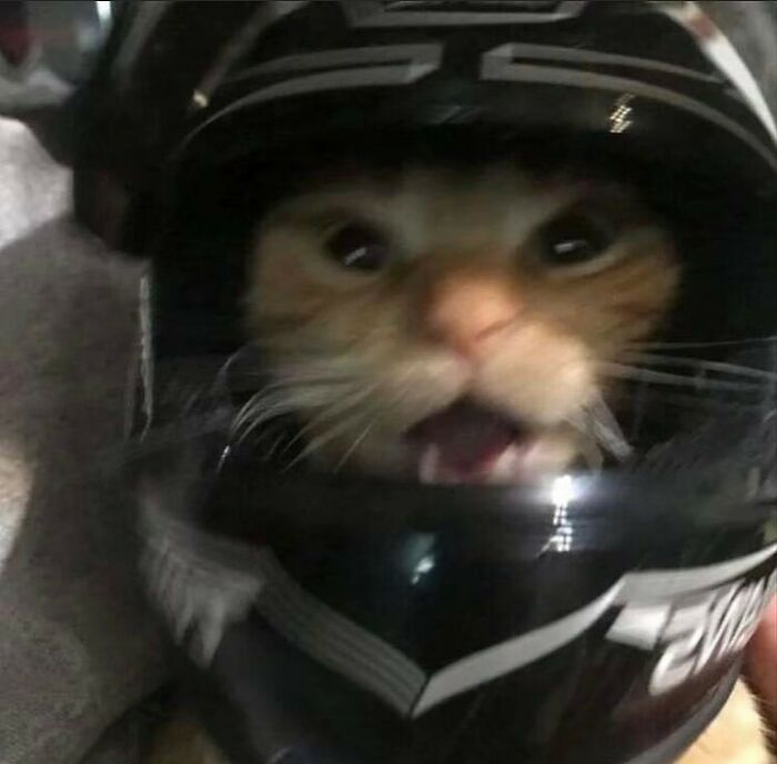 Animals-Going-Goblin-Mode