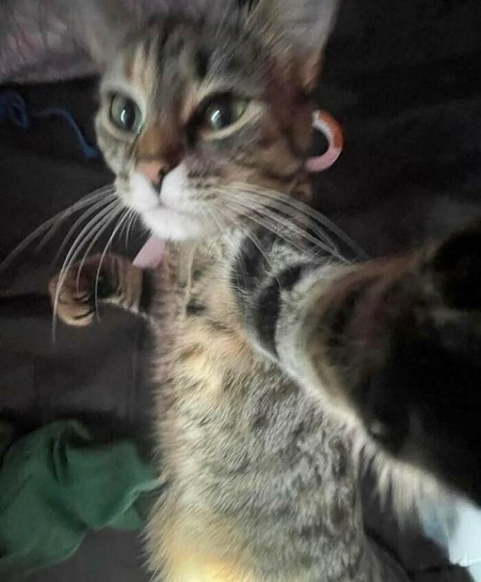 Animals-Going-Goblin-Mode