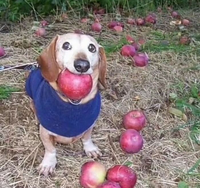 Animals-Going-Goblin-Mode