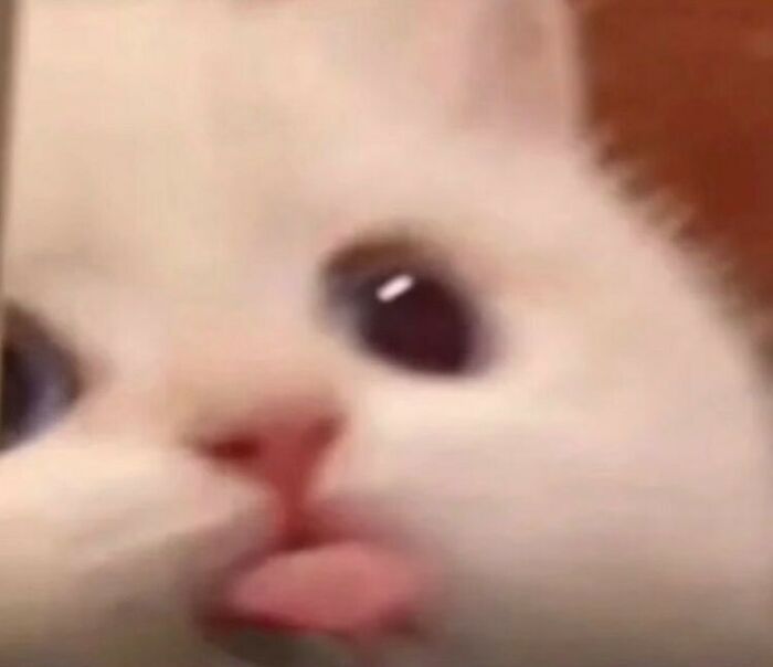 Animals-Going-Goblin-Mode