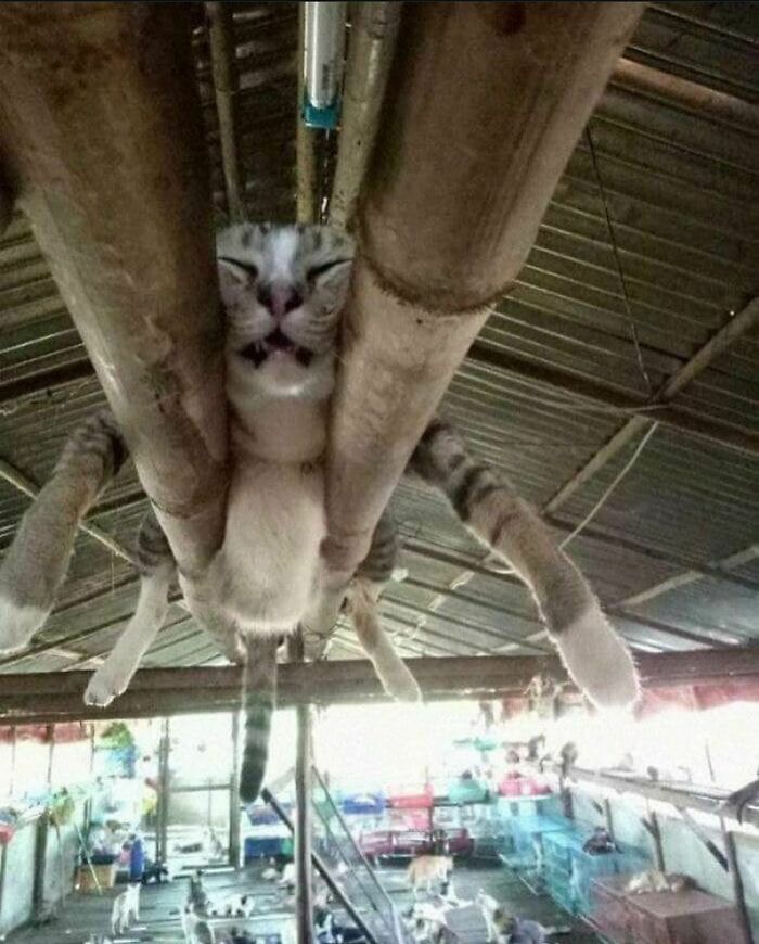 Animals-Going-Goblin-Mode